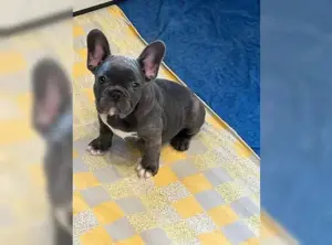 Französische Bulldogge Welpen!!