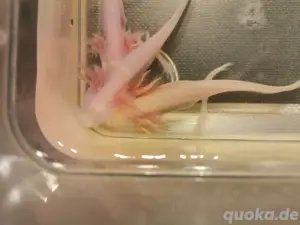 Axolotl verschiedene Farben 