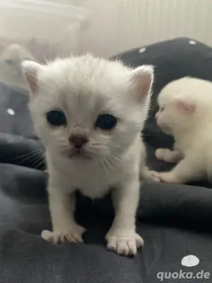 BKH katzenbabys  Bild 2