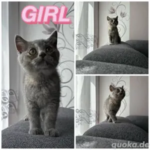 BKH Kitten