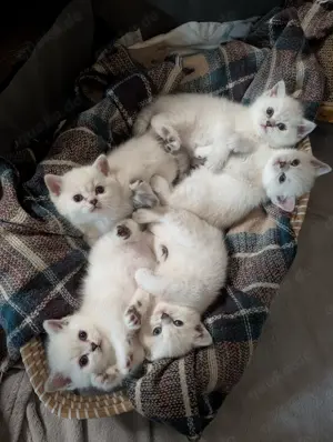 BKH Kitten 4 Jungs 1 Mädchen 