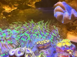Fungias rainbow 