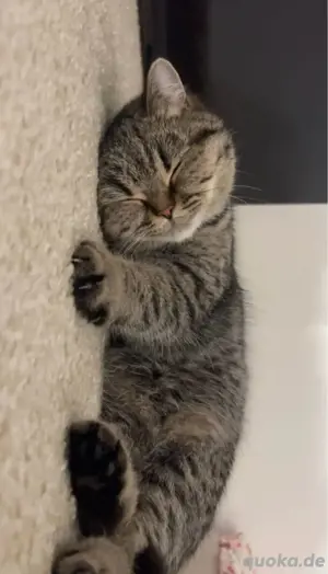 BKH katze Mimi  