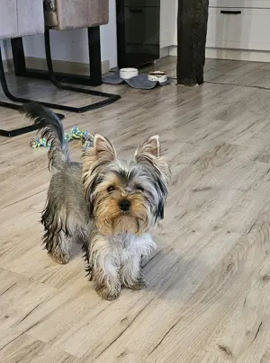 Wunderschöner Yorkshire Terrier Rüde   lebhaft & liebevoll   sucht liebevolles Zuhause