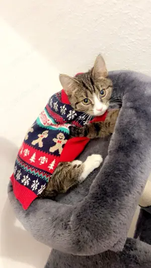 Hauskatze abzugeben