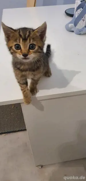 kitten BKH Bengal Mix weiblich