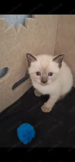 Siamkitten zu verkaufen 