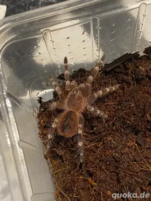 Angebot A. Geniculata