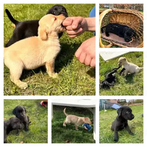 Knuffige Labrador Welpen in schwarz und creme