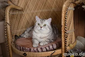 Deckkater BKH 