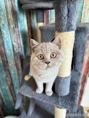 Britisch Kurzhaar Kitten Lilac 