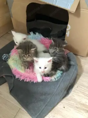 4 gesunde hübsche Reinrassige Maine coon Kitten suchen ein liebevolles zuhause 