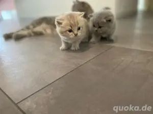 blh katzen 