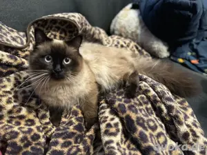 Ragdoll Deckkater ähnl. heilige Birma