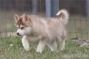 schöne und schöne Pomsky-Welpen zu verkaufen