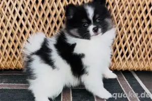 schöne und schöne Pomsky-Welpen zu verkaufen Bild 2