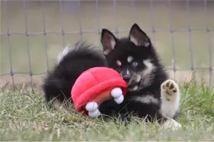 schöne und schöne Pomsky-Welpen zu verkaufen Bild 3