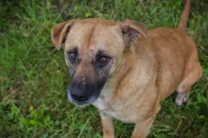 *GRETA* hat gerne Kontakt zu Menschen, sie lernt gerne und geht spazieren