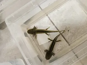 Axolotl Jungtiere 