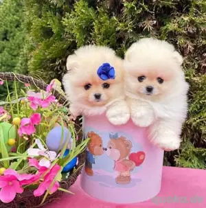 Pomeranian mini Zwergspitz welpen