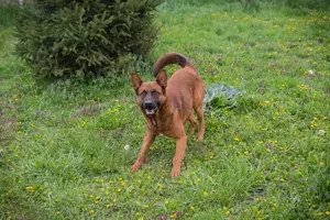 *JONES* - Freundlich, sozial und immer gut gelaunt