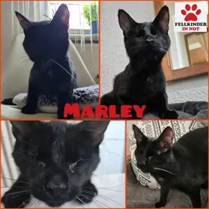 Zuckersüße blinde Marley sucht ihren Jackpot 