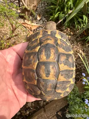 Griechische Landschildkröte adulte Thh 