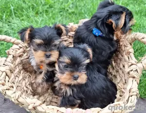 Yorkshire terrier mini welpen