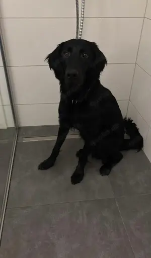 Flat Coated Retriever 