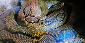 Netzpython (Nz'21ca 4m +)