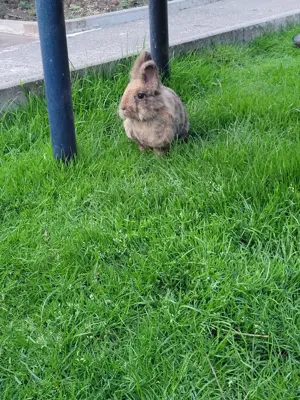 Guten Tag eine wunderschöne Löwenkopf Zwergkaninchen Dame sucht noch ein neues zu Hause.