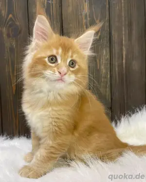 Verspielte Maine-Coon-Kätzchen Schönheiten Kontakt über WhatsApp= 4  9  15213434302 