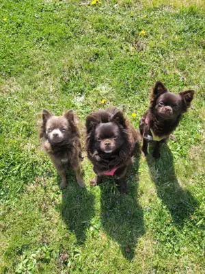  2  Reinrassige Chihuahua Rüden als Deckrüden Bild 6