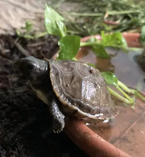 Dosenschildkröten Terrapene Carolina Triunguis