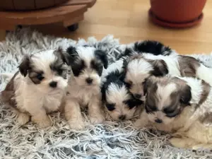 4 kleien Malteser Shi-Tzu Welpen suchen ein liebevolles Zuhause 