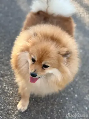 zwergspitz pomeranian 