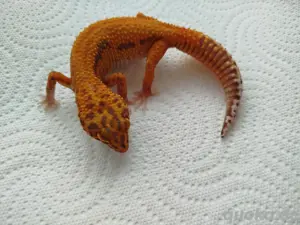 0.1 Afghan Tangerine Bell Albino het. Eclipse Leopardgecko Weibchen 