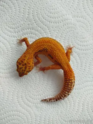 0.1 Afghan Tangerine Bell Albino het. Eclipse Leopardgecko Weibchen  Bild 2