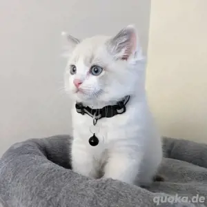 Ragdoll-Kätzchen verfügbar