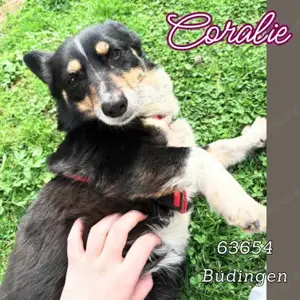 Sonnenschein CORALIE sucht ihr Für-Immer-Zuhause!