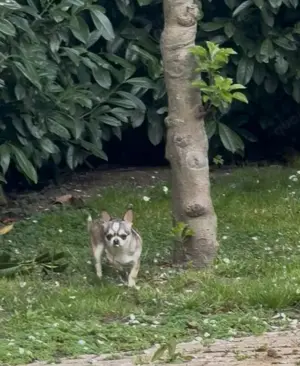 Chihuahuas reinrassig  Mai2025 Rüde+ Weibchen Bild 9