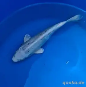 Tolle Koi auch Butterfly Koi von verschiedenen Züchtern