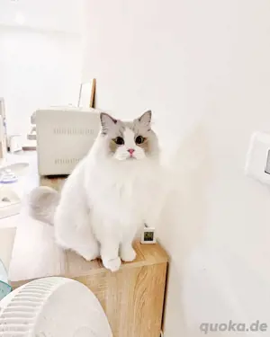 Süße Ragdoll-Kätzchen verfügbar