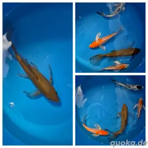 Tolle Koi auch Butterfly Koi von verschiedenen Züchtern Bild 3