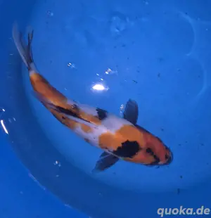 Tolle Koi auch Butterfly Koi von verschiedenen Züchtern Bild 4