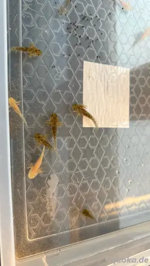 Axolotl verschiede Arten