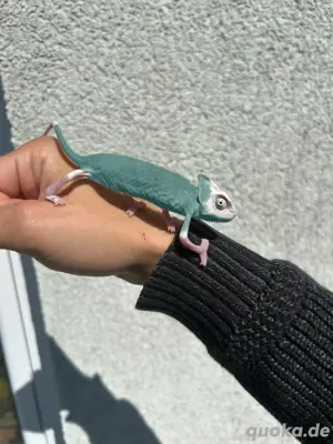 1.0 Jemenchamäleon Pied 