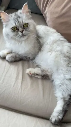 Verkaufe süße Perserkatze 