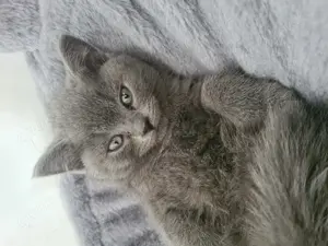 Deckkater 