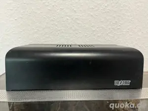 weibliche rote Tigervogelspinne (cyclosternum davus fasciatus) Bild 5